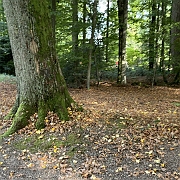 038 Met mooie bomen